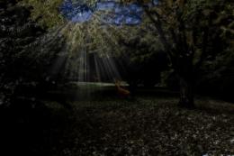 Moonlit Glade Picture